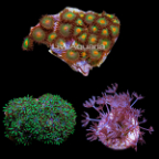 Coral Frag 3 Pack, Blue Edition