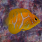 Regal Angelfish