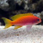 Bimaculatus Anthias