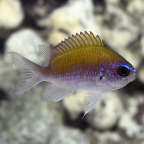 Sunshine Chromis, Atlantic