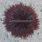 Pincushion Urchin