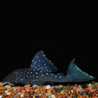 Blue Phantom (L-128) Plecostomus