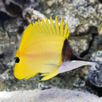 Yellow Longnose Butterflyfish