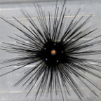 Longspine Urchin, Black