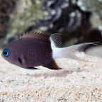 Black & White Chromis 