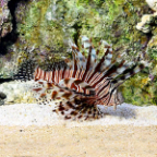 Volitan Lionfish, Colored