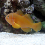 Clown Goby, Citrinis