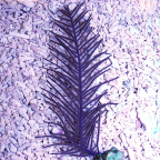 Purple Whip Gorgonian