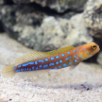 Jawfish, Blue Dot