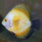 Yellow Marlboro Discus