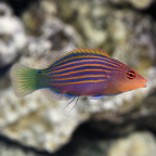 Six Line Wrasse 