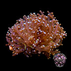 LiveAquaria® CCGC Aquacultured Gold Frogspawn Coral