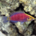 Mystery Wrasse 