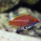 Pink-Streaked Wrasse