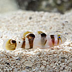 Black Barred Convict Goby