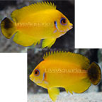 Lemonpeel Hybrid Angelfish