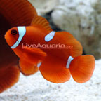 Maroon Clownfish