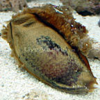 Shark Egg 