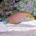 Kuiter's Leopard Wrasse