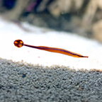 Bluestripe Pipefish