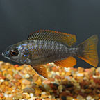 Yellowfin Borleyi Cichlid