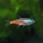 Diamond Head Neon Tetra