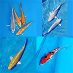 Imported Koi 20 Pack