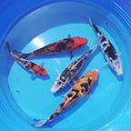 Domestic Koi Packs