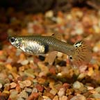 Green Cobra Guppy Group, Female