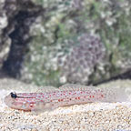 Decorated Goby