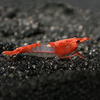 Red & Blue Rili Shrimp