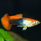 Red Blonde Tuxedo Guppy