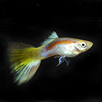 Lazer Ray Guppy Group, Male