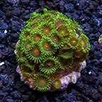 LiveAquaria® CCGC Aquacultured Assorted Zoanthid