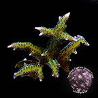 Purple Polyp Green Birdsnest Coral - Aquacultured