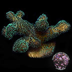 Butternut Stylophora Coral - Aquacultured