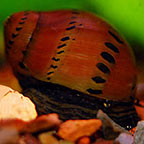 Tiger Blood Nerita Snail Group