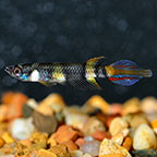 Clown Killifish, Captive-Bred