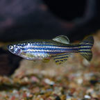 Zebra Danio