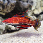 Longfin Fairy Wrasse 