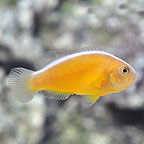 Orange Skunk Clownfish