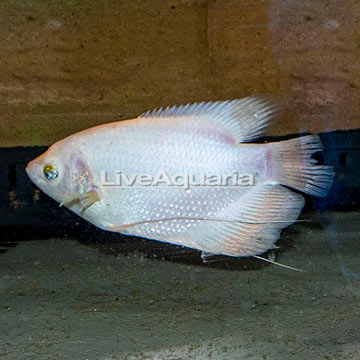 Giant Gourami (Blemish)