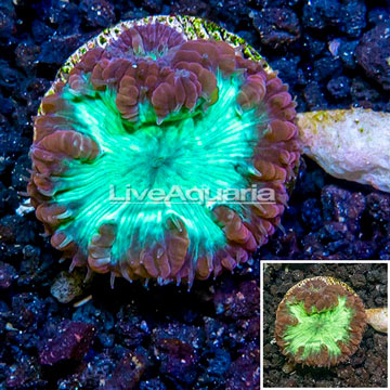 LiveAquaria® Cultured Blastomussa Coral