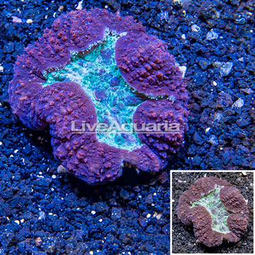 Lobed Brain Coral Australia