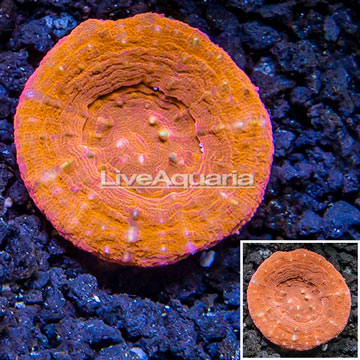 Scolymia Coral Australia