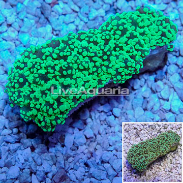 Frogspawn Coral Australia