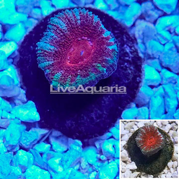 LiveAquaria® Cultured Acan Lord Coral