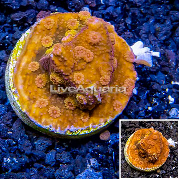 LiveAquaria® Cultured Cyphastrea Frag