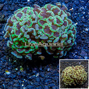 LiveAquaria® Cultured Hammer Coral