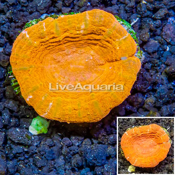 Scolymia Coral Australia